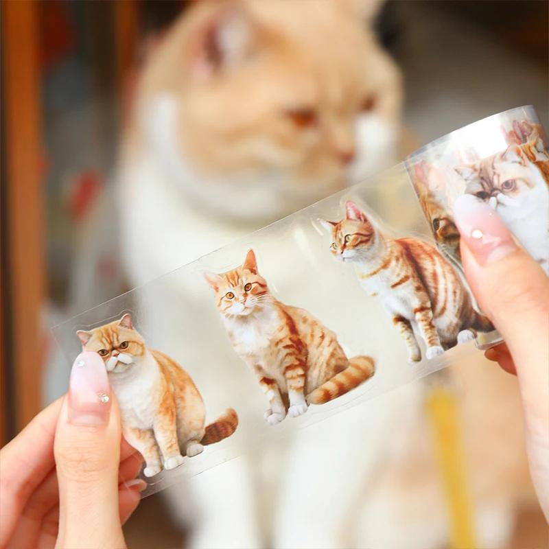 Ϳ  pet  ƼĿ, âǷ  ŷ ..